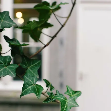 Bed College נמור