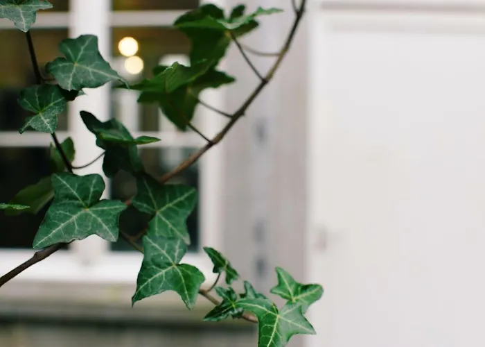 Bed College נמור